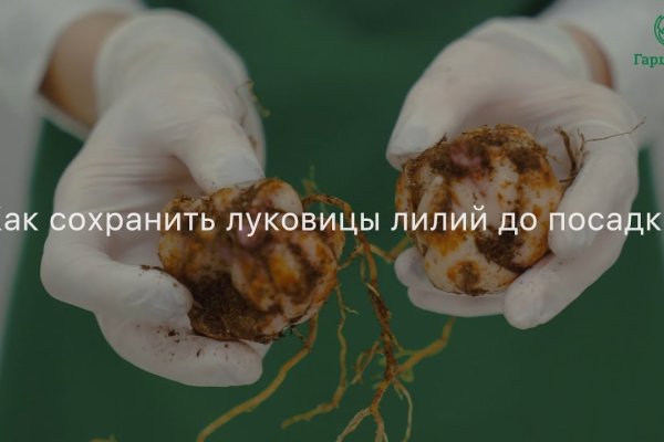 Кракен ссылка trikky